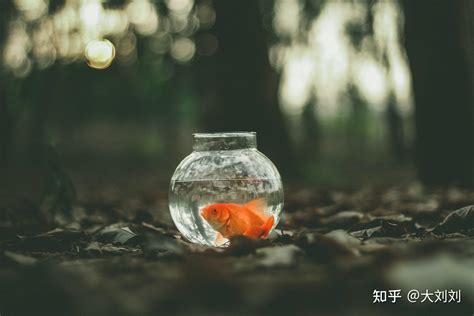 金魚水溫太高|金鱼多少度水温生长最好，用什么水养好